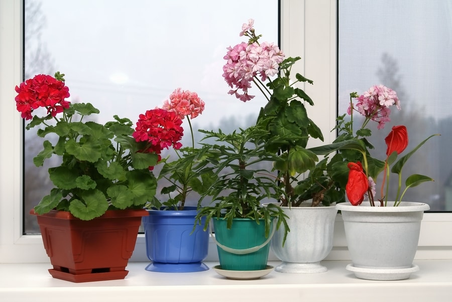 Flowering plants for beginners