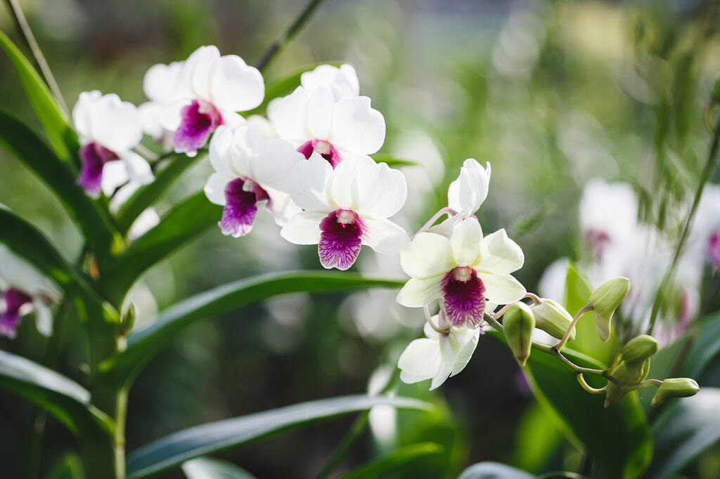 Meaning & Symbolism of Most Stunning Orchid Flower