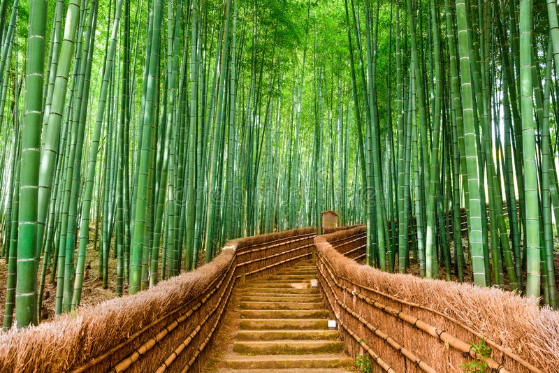 Bamboo Images
